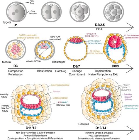 Scientists Grow Whole Model Of Human Embryo Without Sperm Or Egg