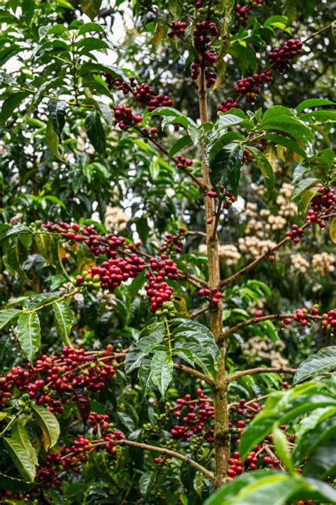 Colombian Finca El Faldon Pink Bourbon Caturra Burman Coffee