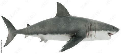 Great White Shark Isolated transparent. Side view 3D Rendering Stock ...