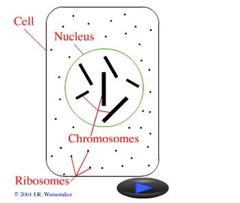 Animation - Protein Synthesis (Lecture Version) | TpT