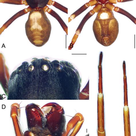 Spinirta Sishuishan Liu Sp Nov Male Holotype A Habitus Dorsal View