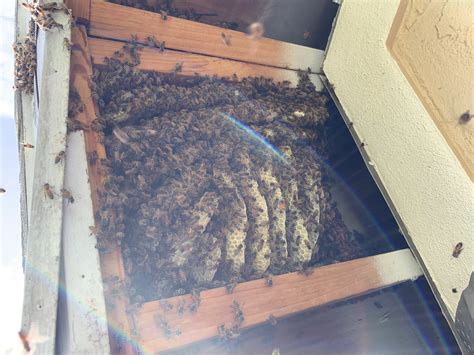 Bee Removals and Swarms – 2020 | NaplesBees.com