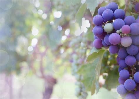 Grapes Purple Vineyard - Free photo on Pixabay