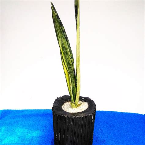 Snake plant Indoor -0030, Lakwimana