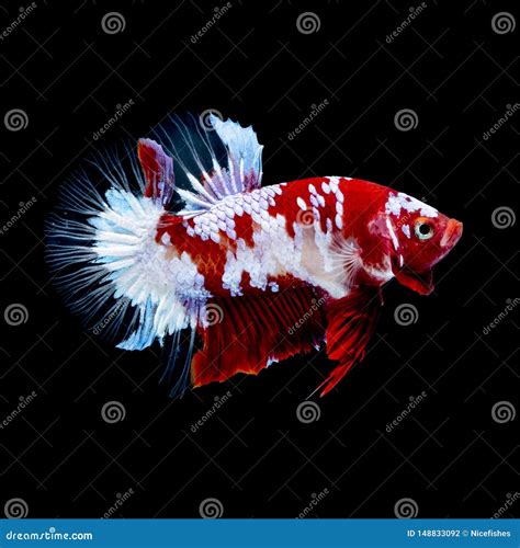 Luta Dos Peixes De Betta No Aqu rio Foto de Stock Imagem de siamês