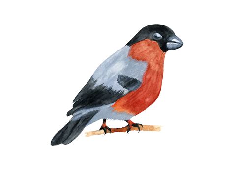 Watercolor Bullfinch Graphic By Pkhomova · Creative Fabrica