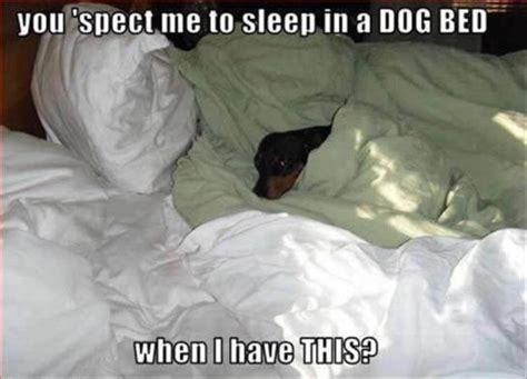 15 Hilarious Miniature Pinscher Memes Will Make Your Day Page 5 Of 5