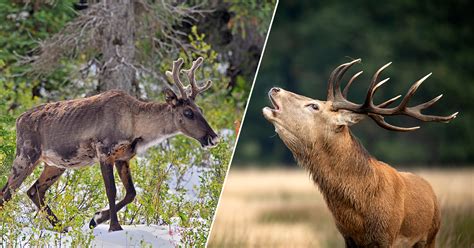 Quelle Est La Diff Rence Entre Un Renne Et Un Cerf Le Brame Du Cerf