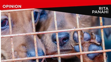 Its Time The Justice System Treated ‘animal Cruelty Cases Seriously