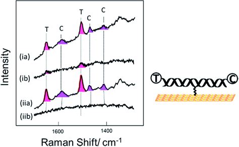 Ser Spectra For Dna Probe 1 Attached To The Surface Through The Thiol Download Scientific