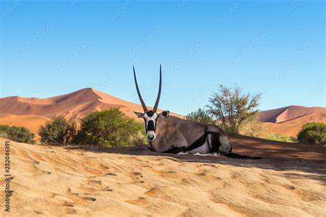 Gemsbok Or South African Oryx Oryx Gazella Resting On The Sand In