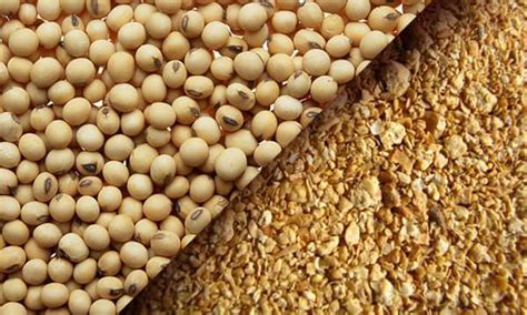 Soybean By Products Soybean Meal Full Fat Soya Nigeria