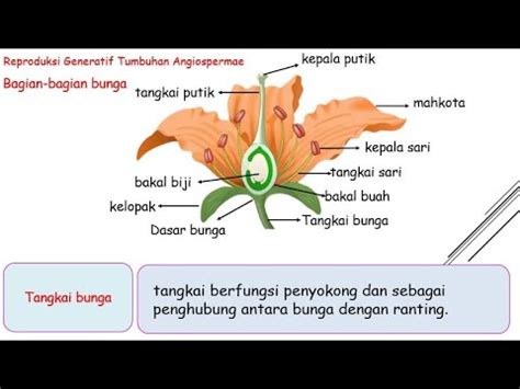 Perkembangbiakan Generatif Pada Tumbuhan Angiospermae IPA Kelas 9