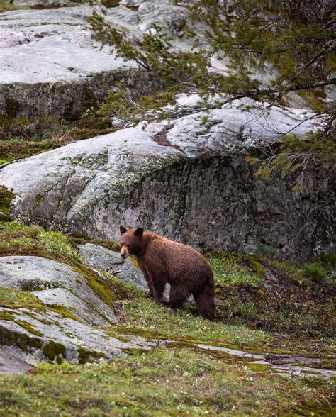 The 7 Best Places to See Wildlife in Grand Teton National Park — Nichole the Nomad