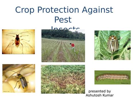 Crop Protection Against Pest Insect Ppt