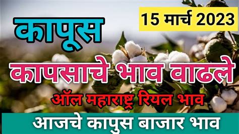 🔴15 मार्च आजचे ताजे कापूस भाव कापूस बाजारभाव Kapus Bajar Bhav