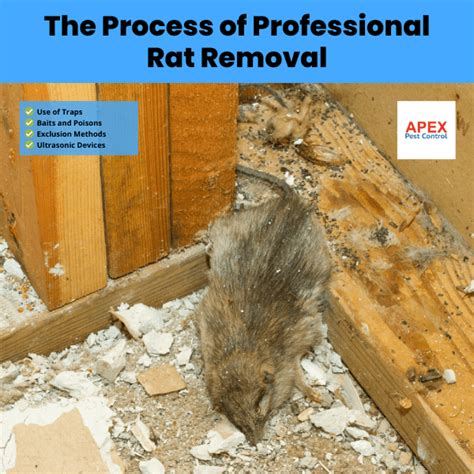 Professional Rat Removal: 5 Expert Techniques for Safe & Effective ...