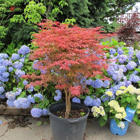 Small maple tree | Japanese garden, Plants, Japanese maple