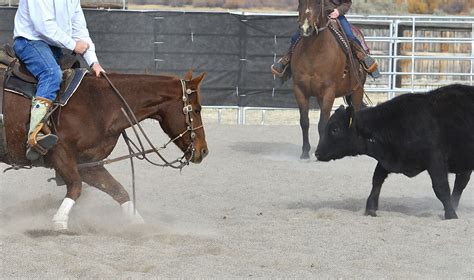 EQUINE TRAINING | Yellowstone performance Horses