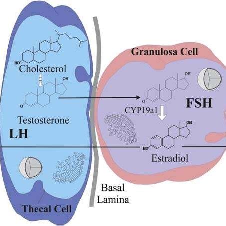 (PDF) Ovarian Hormones