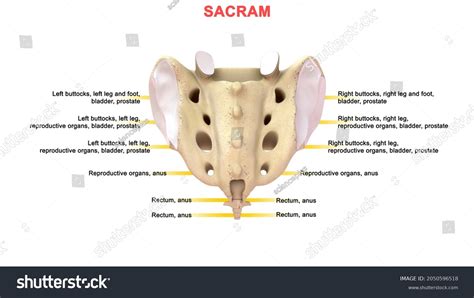 Coccyx Bone Anatomy Labeled 3d Illustration Stock Illustration ...