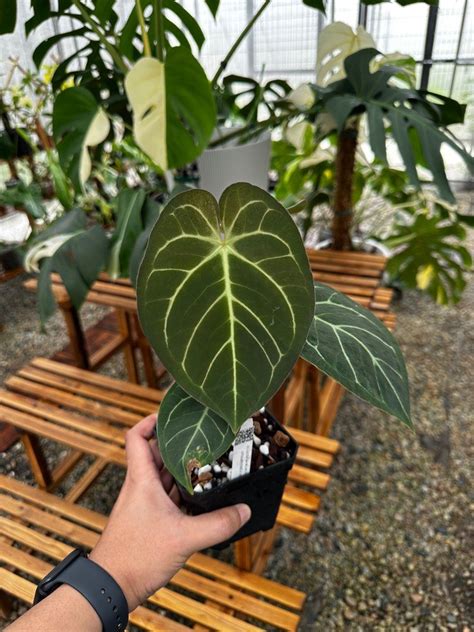 Anthurium Dorayaki X Papillilaminum Furniture Home Living Gardening