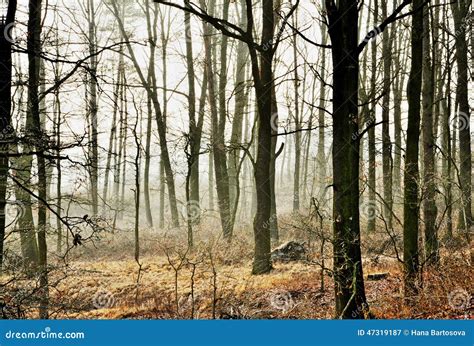 I Tronchi Nudi Snelli Delle Latifoglie In Nebbia In Autunno Hanno