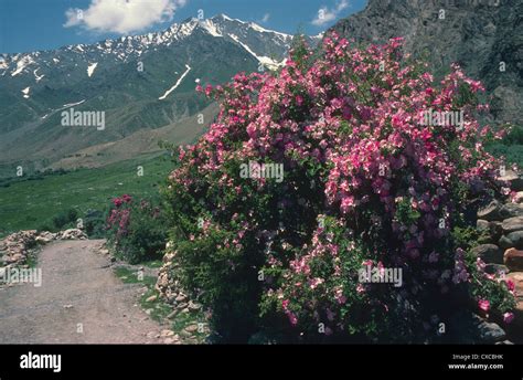 Flowers Of The Kashmir Valley Hi Res Stock Photography And Images Alamy