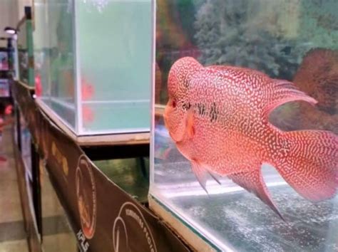 Ikan Louhan Cara Merawat Budidaya Pakan Harga Jual Lengkap