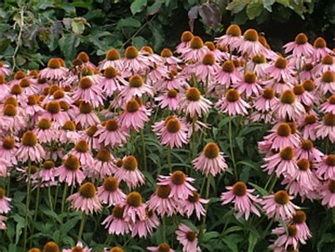 Nenáročné kvetoucí trvalky Garten cz