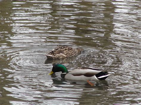 Ducks Looking For Food Sue Roth Flickr