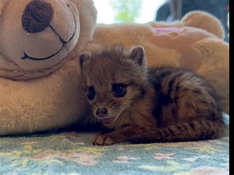 First Spotted Fanaloka Born in the US Debuts at Nashville Zoo - Yahoo Sport