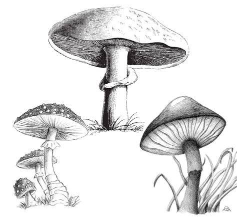 Mushroom Drawing Reference and Sketches for Artists