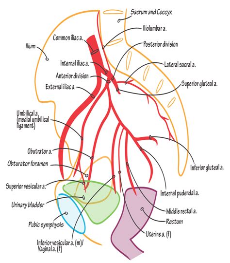 Branches Of The Internal Iliac Artery Download Scientific Diagram