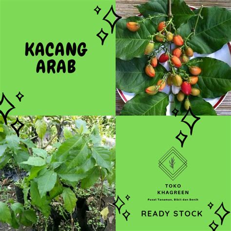 Jual Bibit Pohon Kacang Arab Buah Kacang Arab Tanaman Kacang Arab