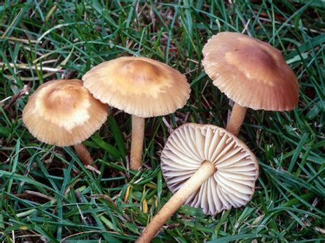 Marasmius oreades - Alchetron, The Free Social Encyclopedia