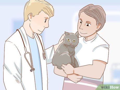 How To Diagnose And Treat Anal Gland Disease In Cats 15 Steps