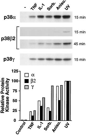 The p382 MAP kinase is activated by pro-inflammatory cytokines and ... 