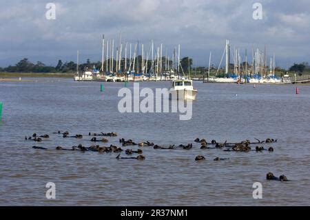 Nutria De Mar Enhydra Lutris Nutria Marta Depredadores Mam Feros