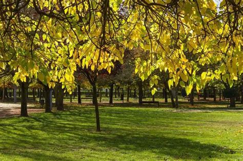 Comprar Rbol Morera Negra Plantas De Morus Nigra Plantamus Vivero