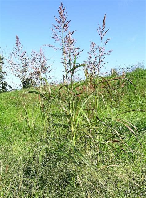 Johnson Grass Identification