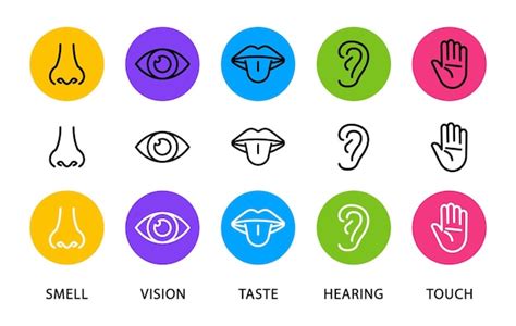 Premium Vector Set Of Five Human Senses Flat Icons Vision Hearing