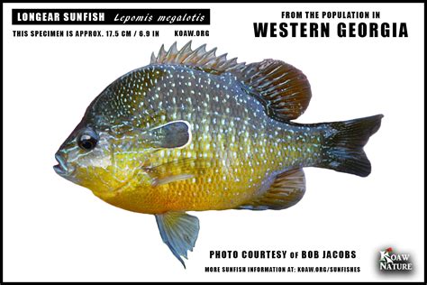 Longear Sunfish Lepomis Megalotis Koaw Nature Atelier Yuwa Ciao Jp