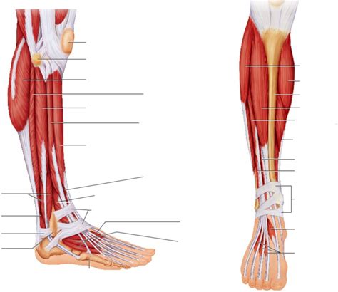 calf labeling Diagram | Quizlet