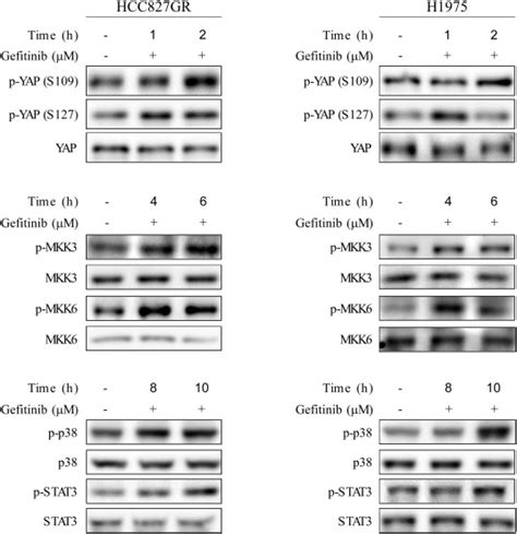 Losmapimod Overcomes Gefitinib Resistance In Non Small Cell Lung Cancer