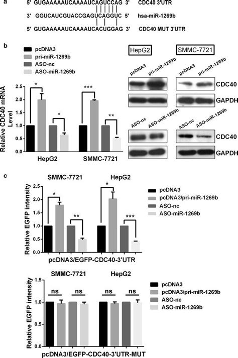 R 1269b Directly Targets The 3′utr Of Cdc40 A The Predicted Binding