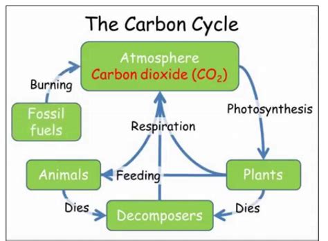 Carbon Cycle Diagram Quizlet