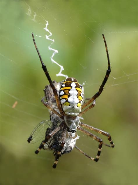 8 Images Are Garden Orb Web Spiders Poisonous And Description Alqu Blog