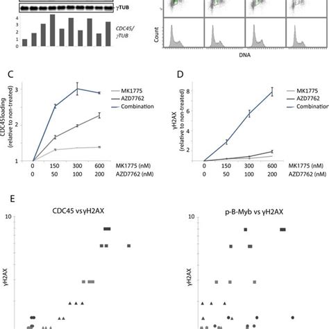 S-phase CDK activity poorly correlates with the extent of DNA damage ...