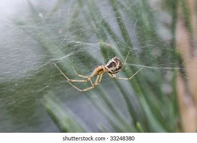 6 Sheetweb Spider Images, Stock Photos, 3D objects, & Vectors ...